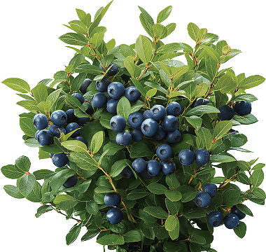 Вейгела Marjorie (Марджори)