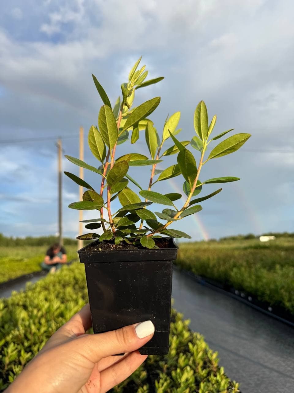 Голубика Northland (Нортланд)